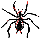 spider.png