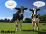 android2012:grp4:moocow_poster.png